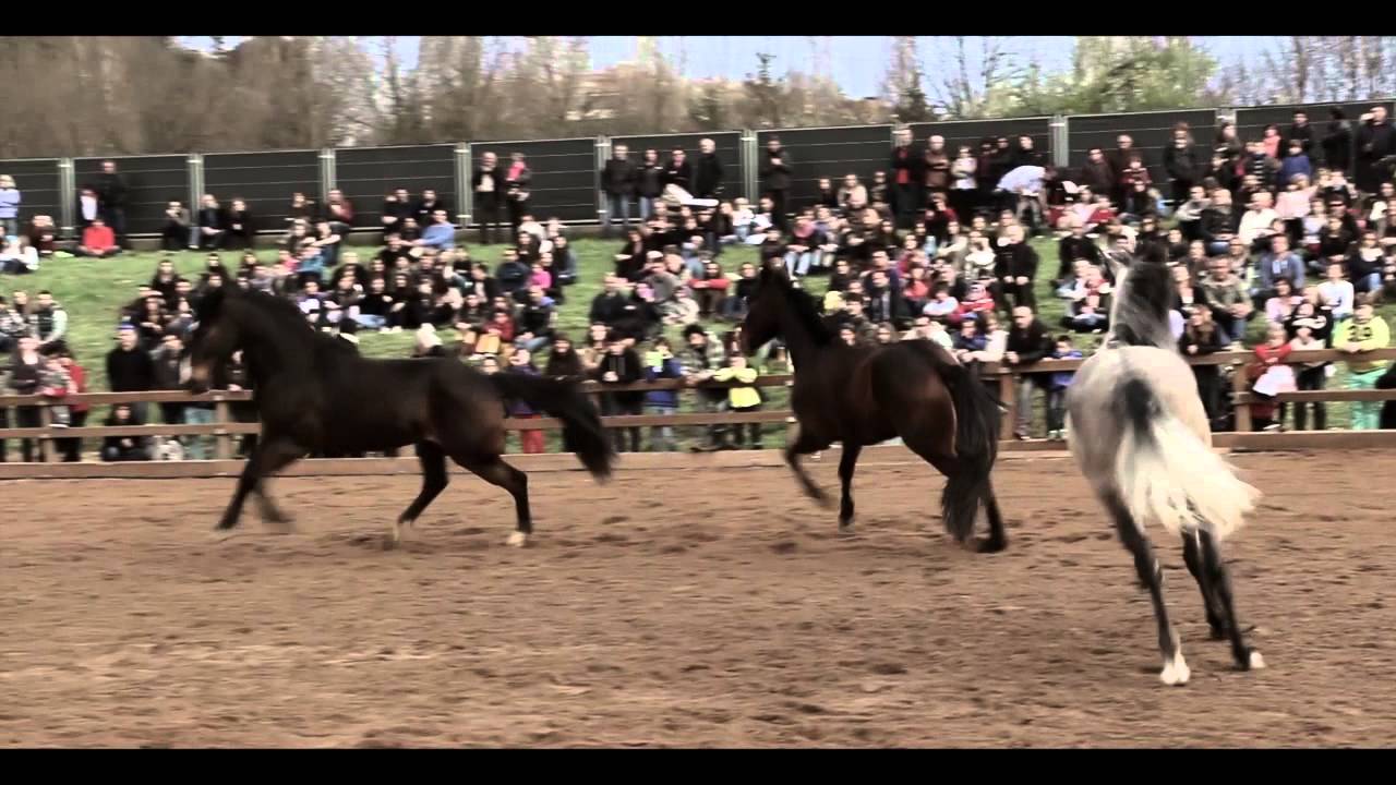 Mercat del Ram de Vic 2015. 