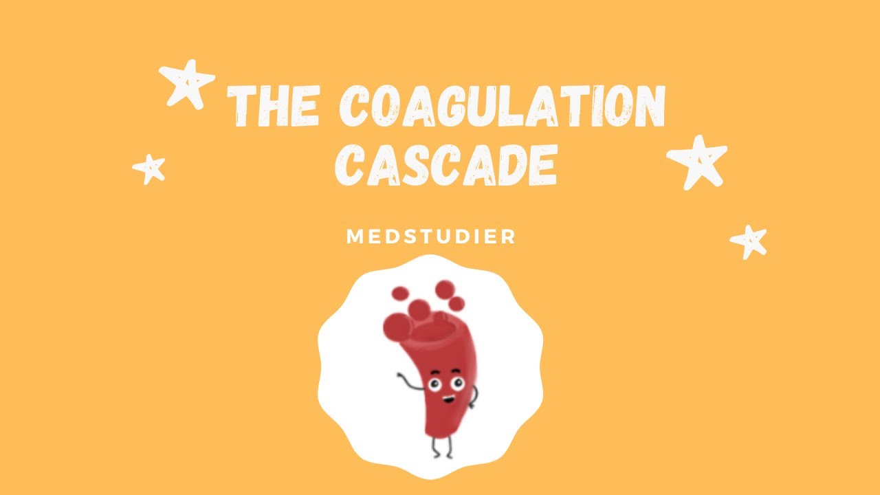Blood coagulation | MedStudier