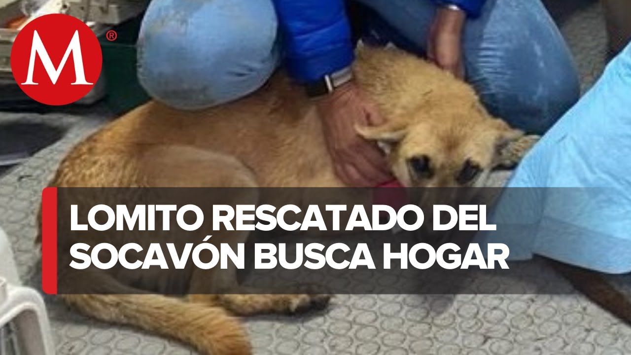 Darán en adopción a Spike, el perrito rescatado del socavón