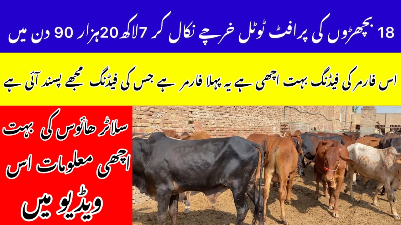 Bachra Farming In Pakistan 🇵🇰 || Top Busness 90 Days ||2024