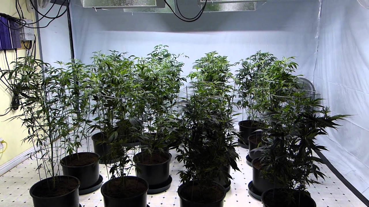 Multi-Strain Grow - Day Negative 01