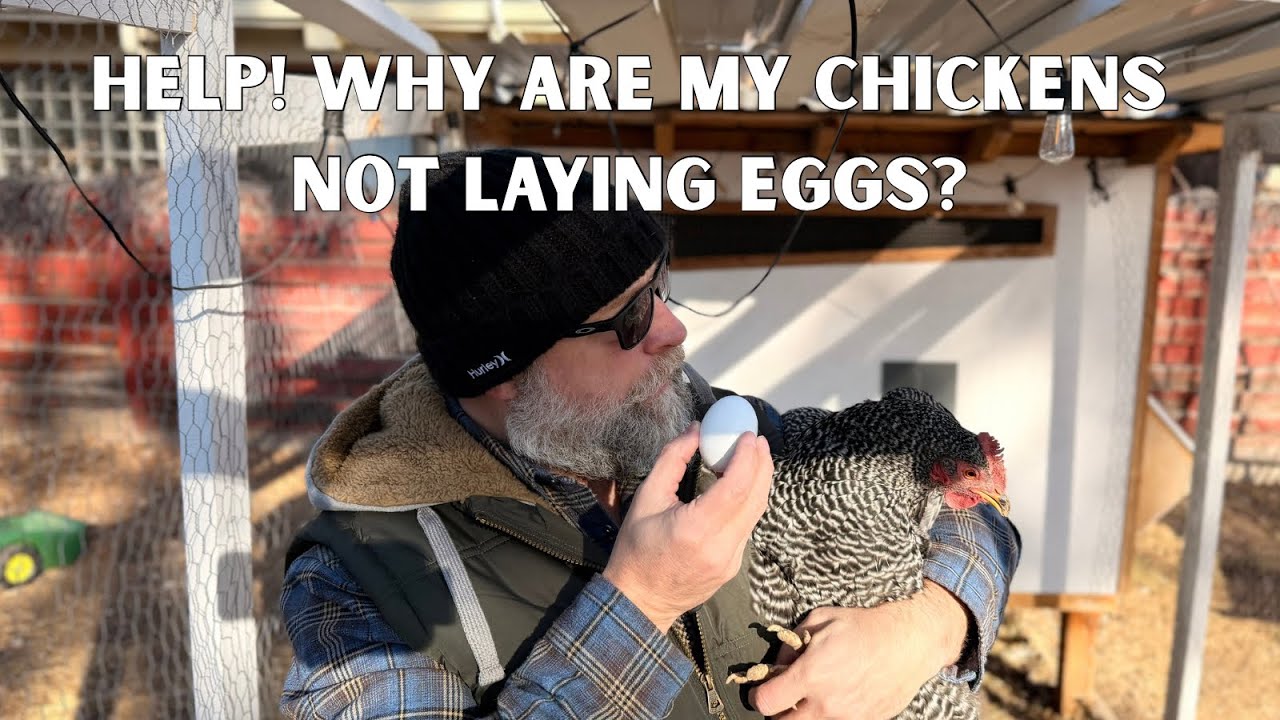 Chickens Stopped Laying Eggs. Why? Help! 
