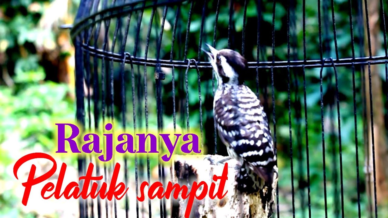 Pelatuk sampit beras jernih   nembak panjang panjang ‼