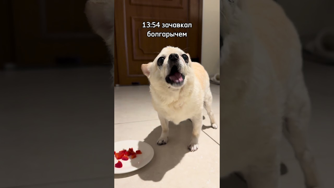 Слежу за своей собакой  #слежузасобакой