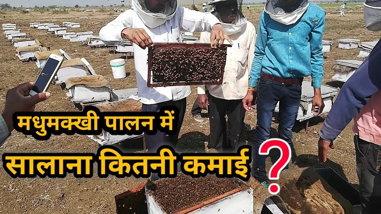 मधुमक्खी पालन में सालाना कितना फ़ायदा | Annual Profit from Honey Bee Farming | Bee Keeping Farming