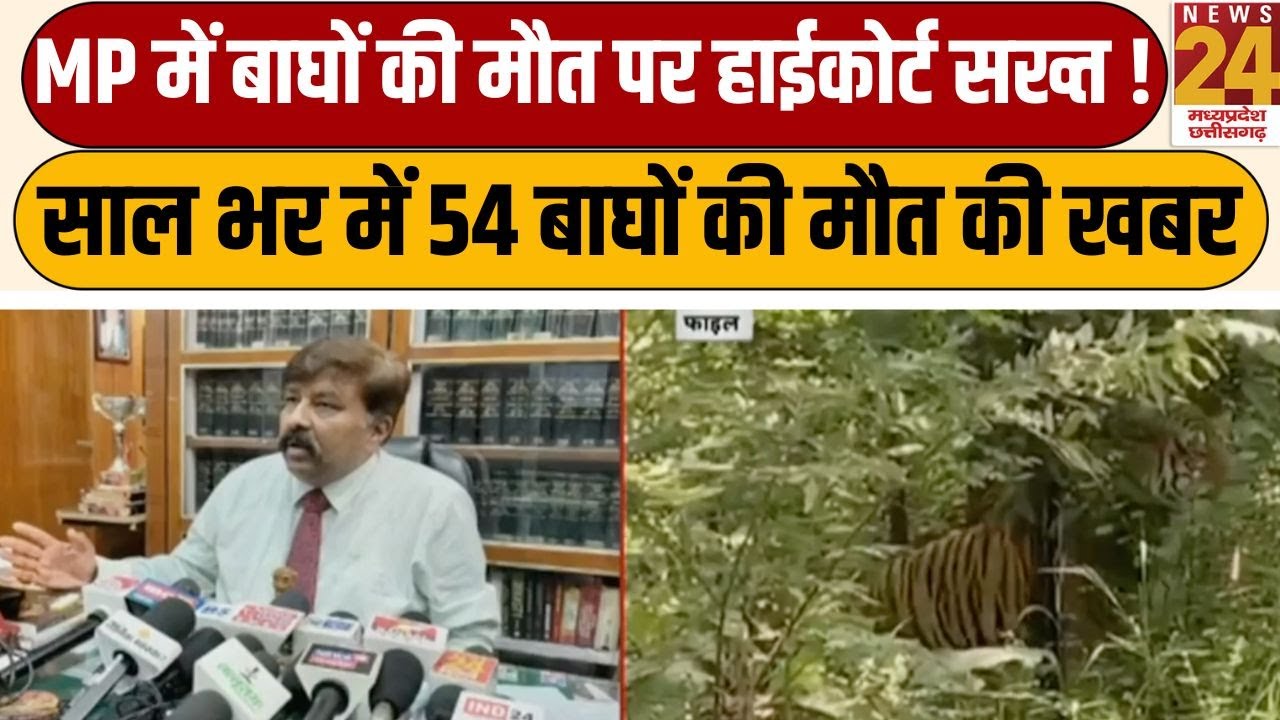 MP में बाघों की मौत पर हाईकोर्ट सख्त !...साल भर में 54 बाघों की मौत की खबर