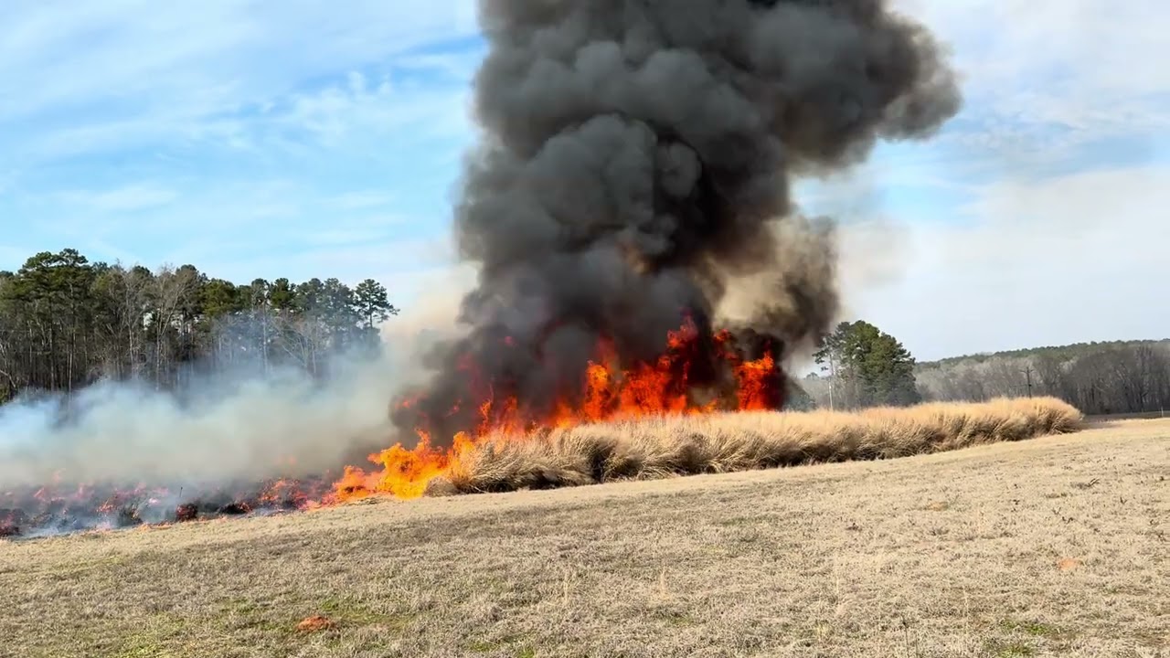 Switchgrass goes up in flames! 