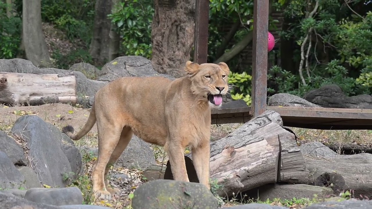 とべ動物園 ライオン舎 クレイ 20241124