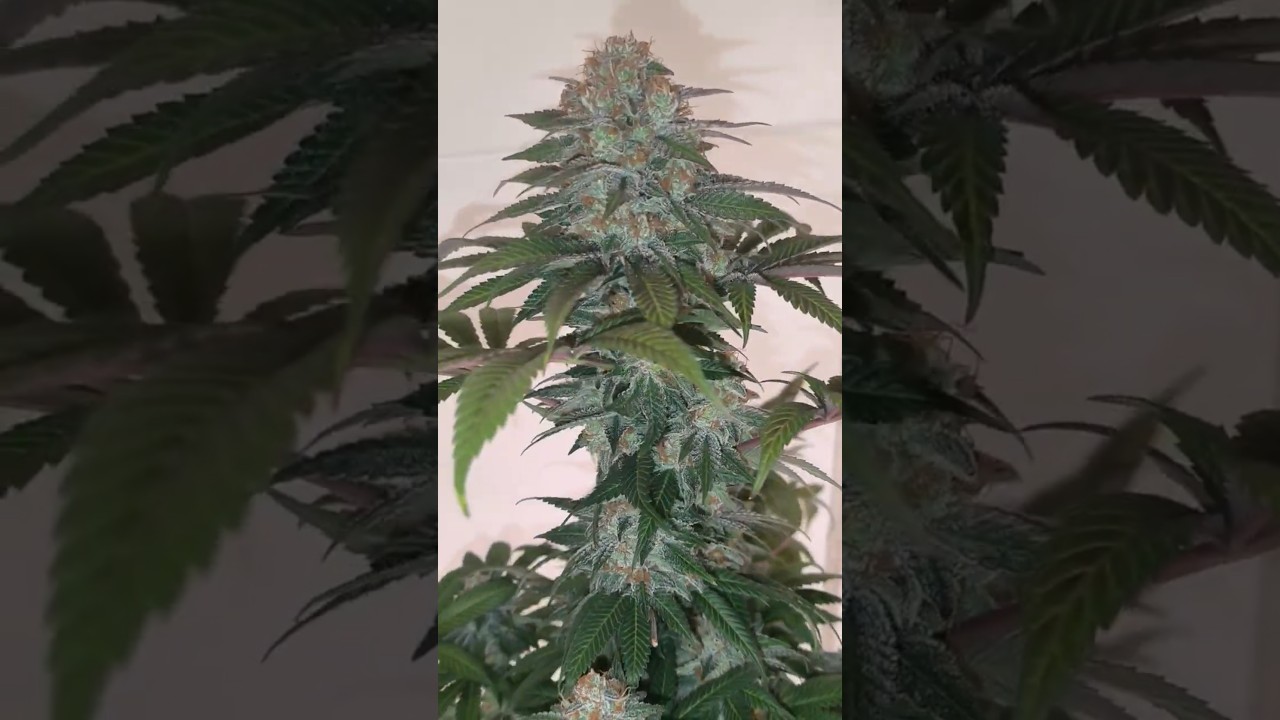 DOS SI DOS 33 #3 Barney's Farm #420 #growth #cultivointerior #indoorgrowing