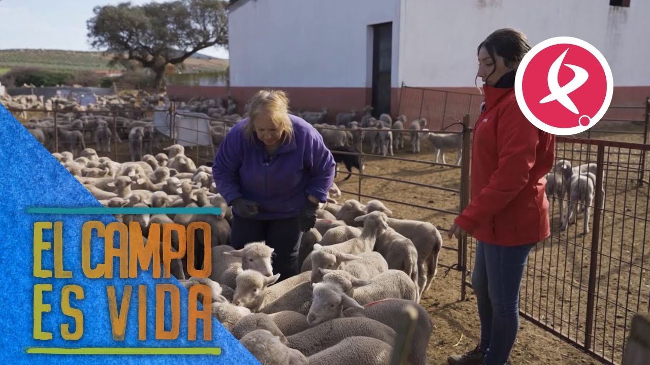 Chabeli y Antonio separan borregos bajo la supervisión de Boni | El campo es vida