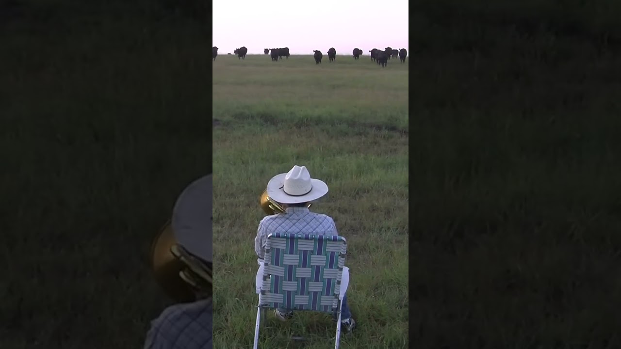 AS&Iacute; REACCIONAN LOS ANIMALES A LA M&Uacute;SICA