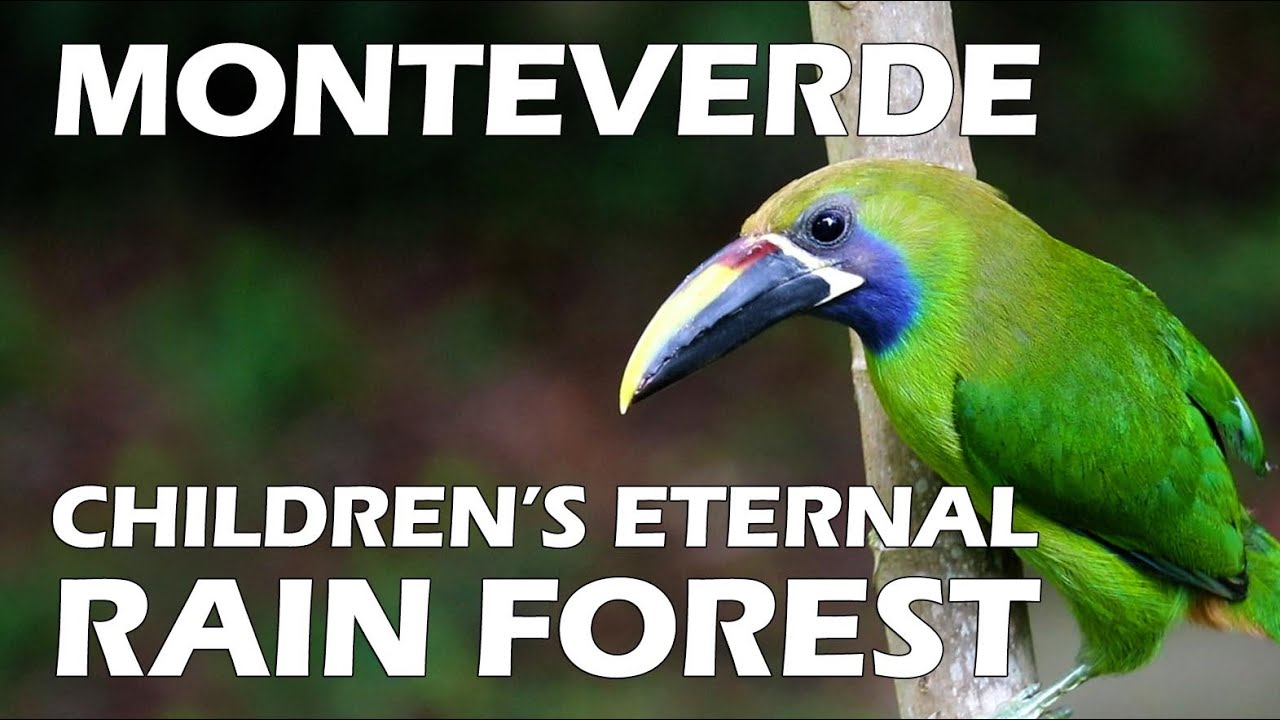 Monteverde Rain Forest