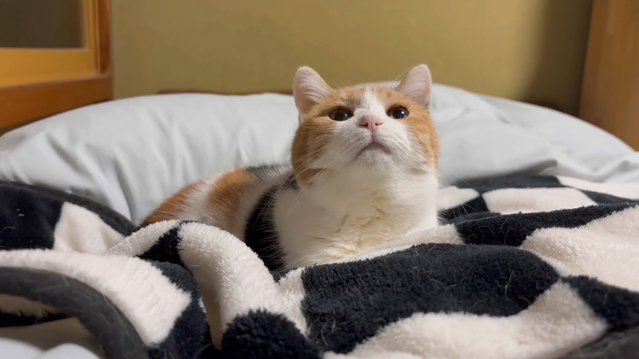 【三毛猫】一緒に寝るつもりのミケ（2026年1月31日）