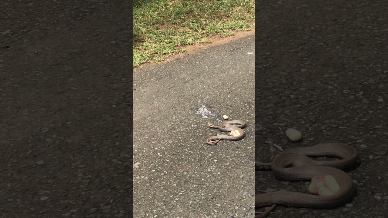 Saw a snake at Hluhluwe-Imfolozi Park
