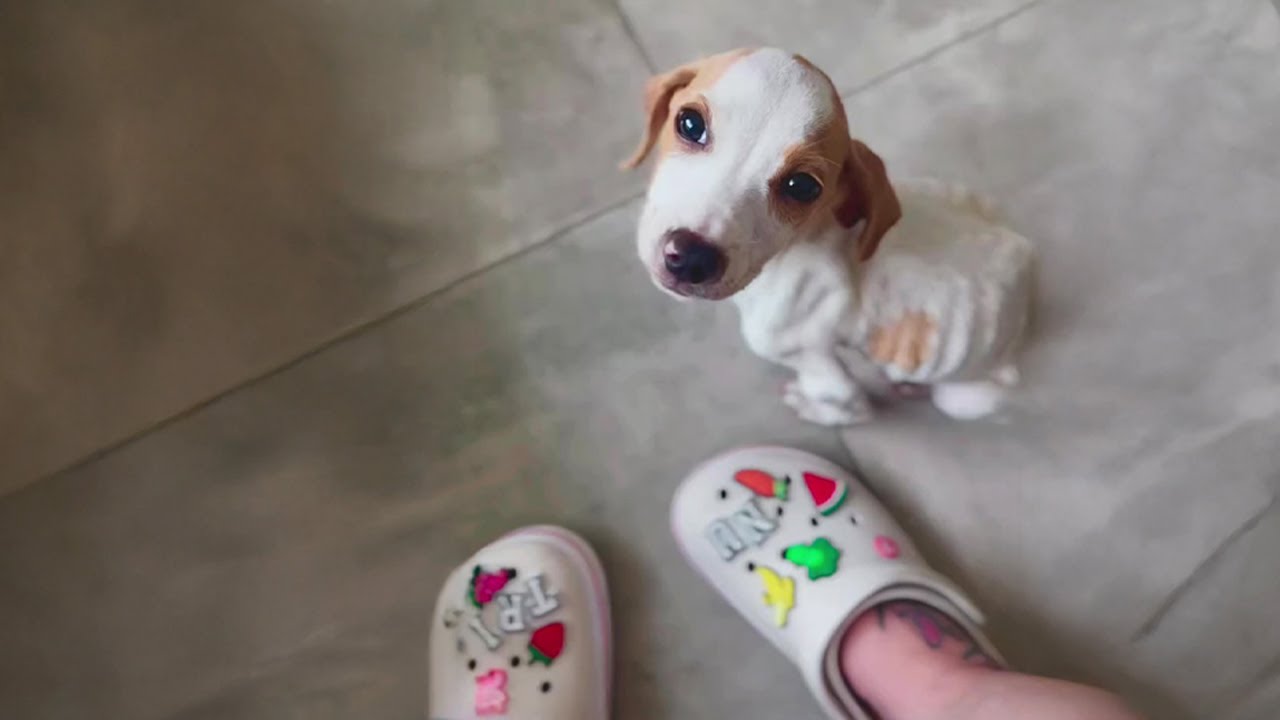 Just Minutes Before the Train Arrived… The Sick Puppy’s Eyes Cried Out: 'Save Me'