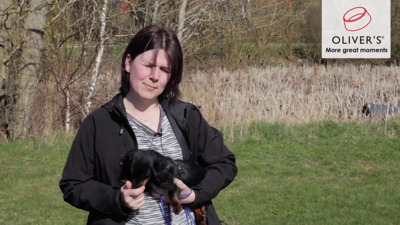 Gode råd når du har fået din hundehvalp hjem