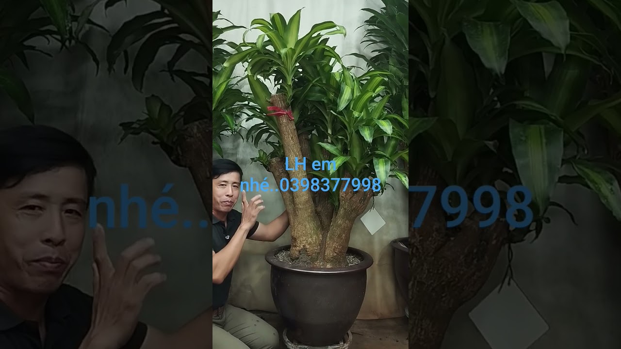 Yêu cây liên hệ em nhé 0398377998 để sở hữu em ,Cảm ơn các anh chị đã ủng hộ