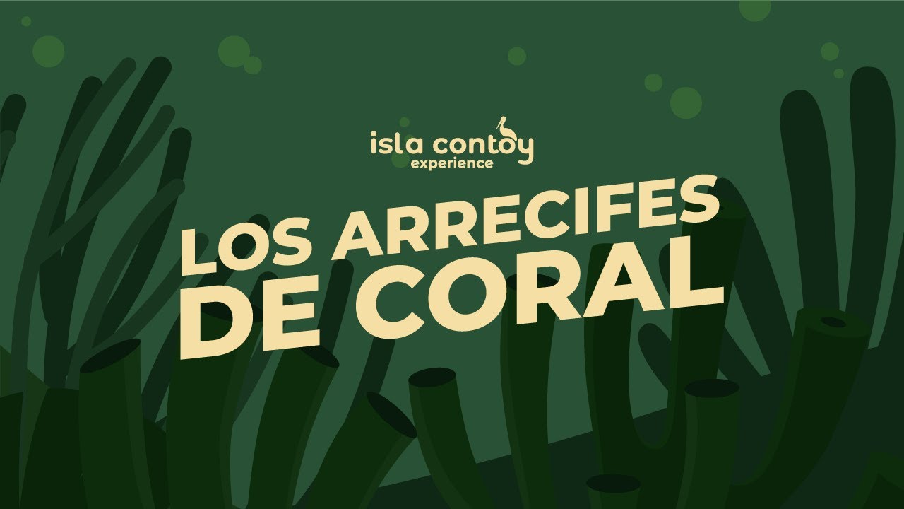 &iquest;Qu&eacute; es un arrecife de coral?