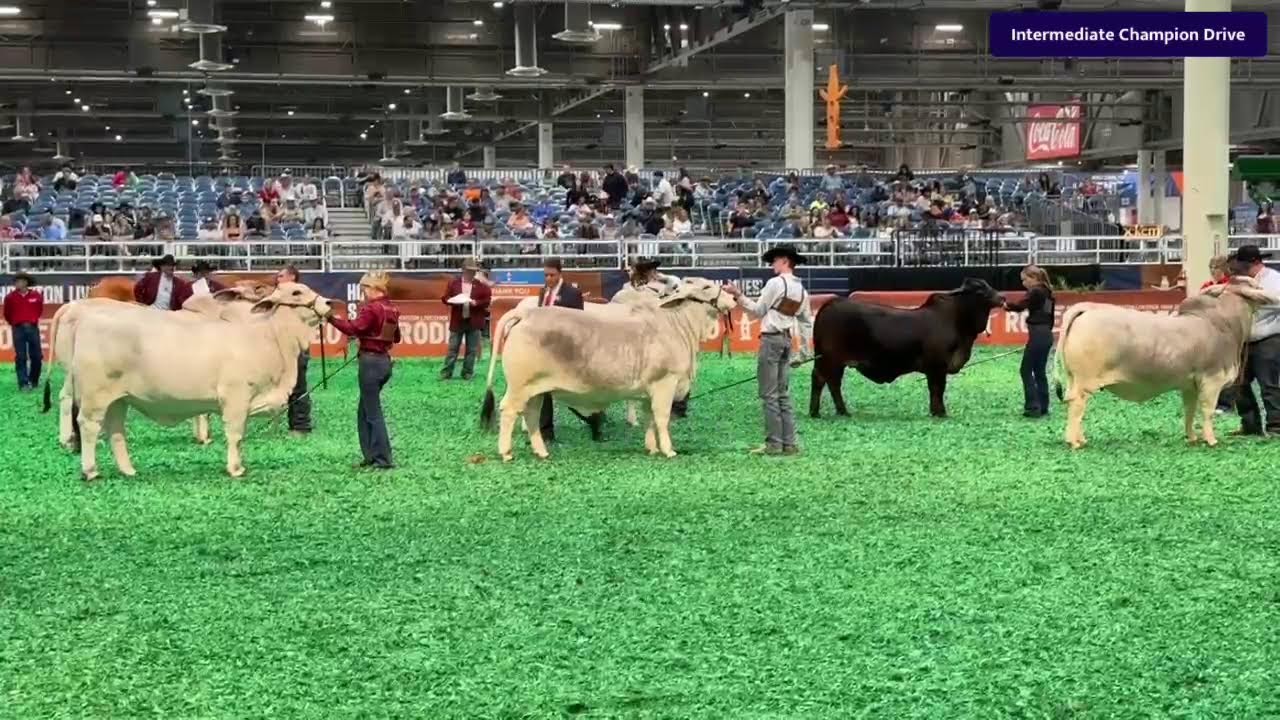 2026 Houston Livestock Show & Rodeo - International Brahman Female Show