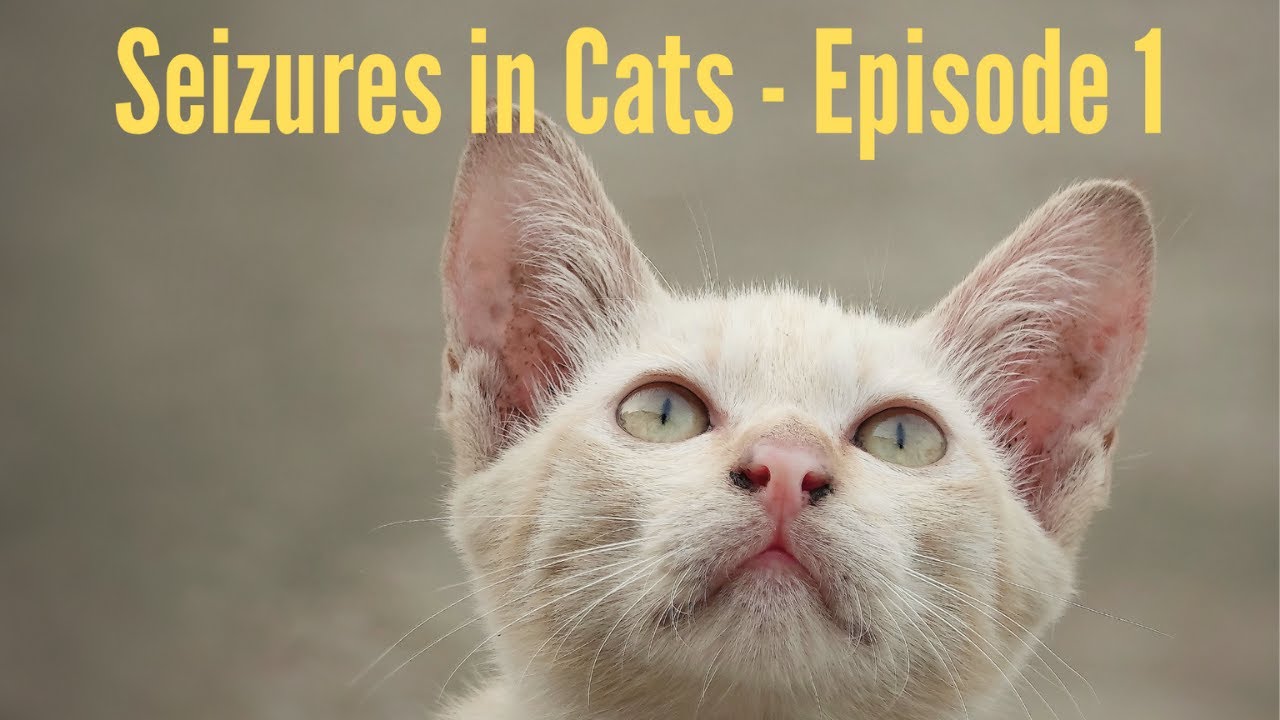 Veterinarian Explains - Seizures in Cats - Episode 1