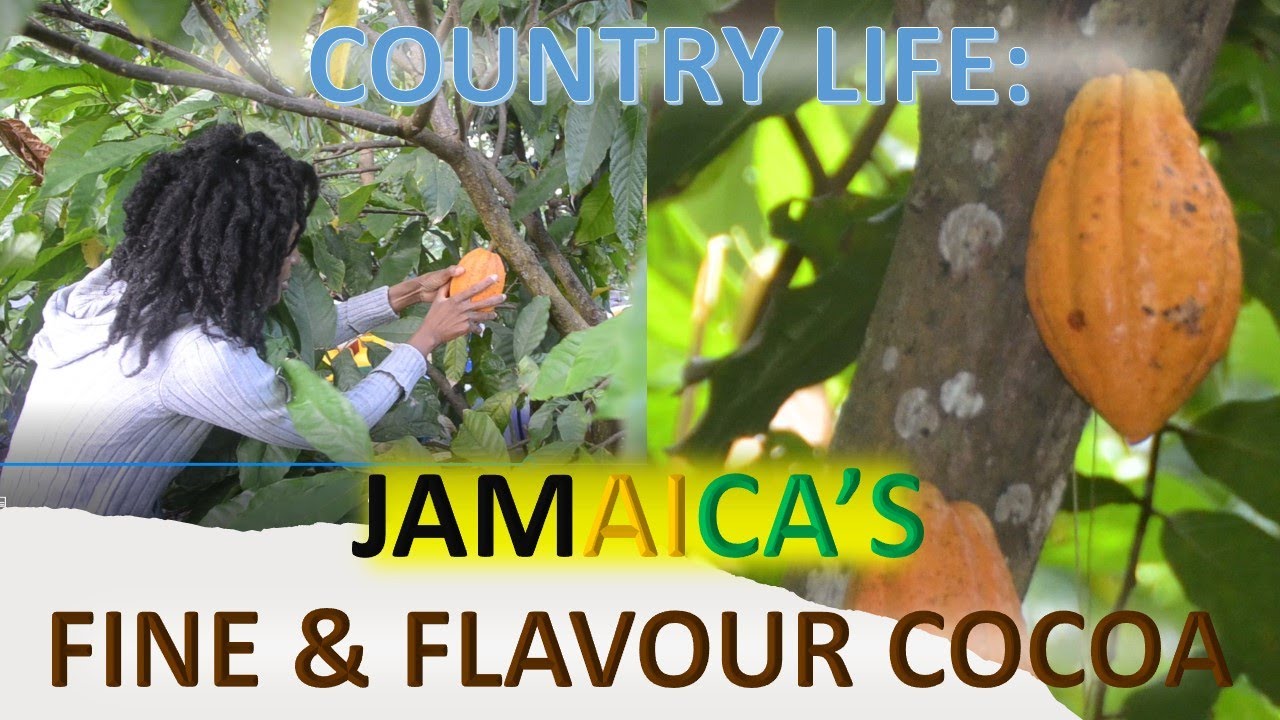 Jamaica's Fine & Flavour Cocoa: Everything you need to know
