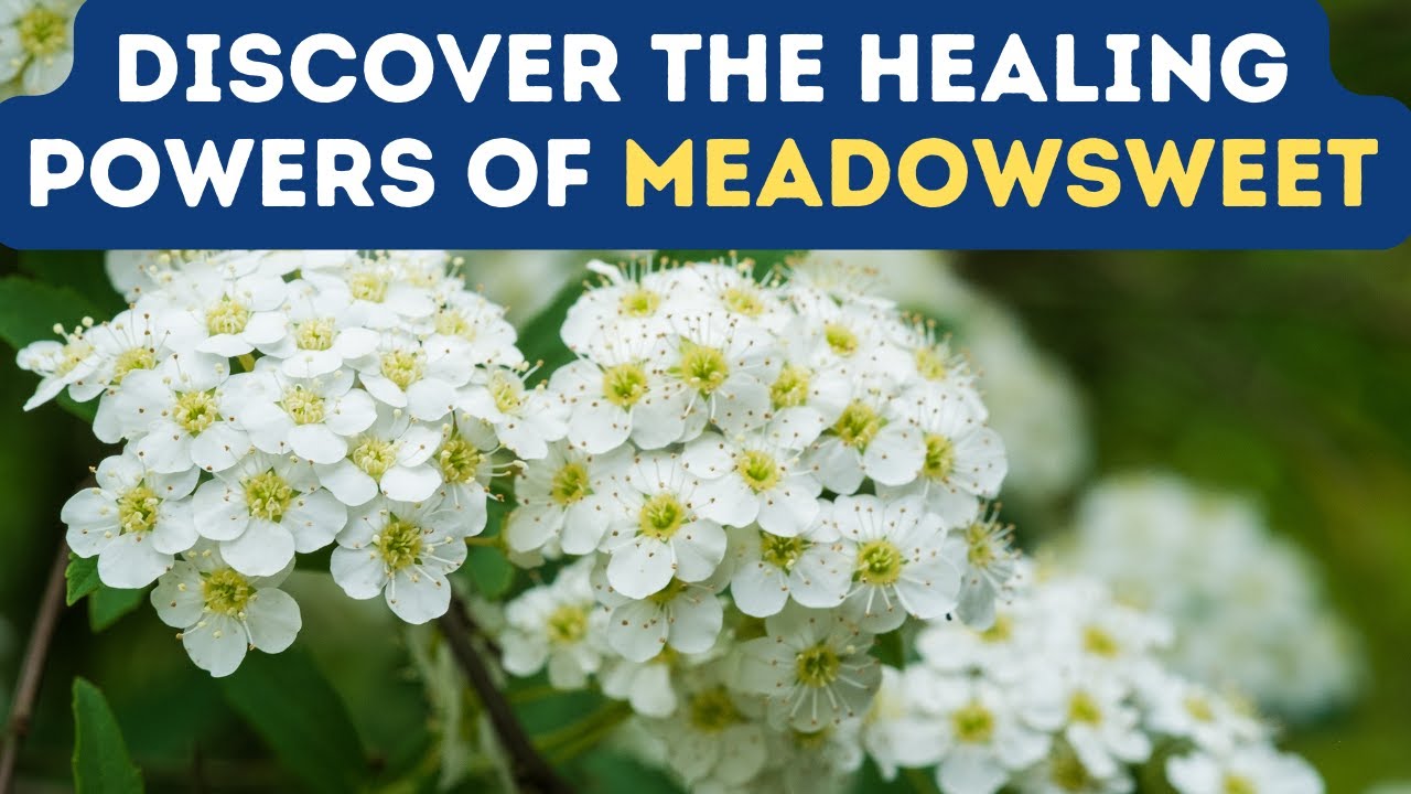 NATURAL ANTI-INFLAMMATORY: Exploring the Benefits of MEADOWSWEET for Joint Health