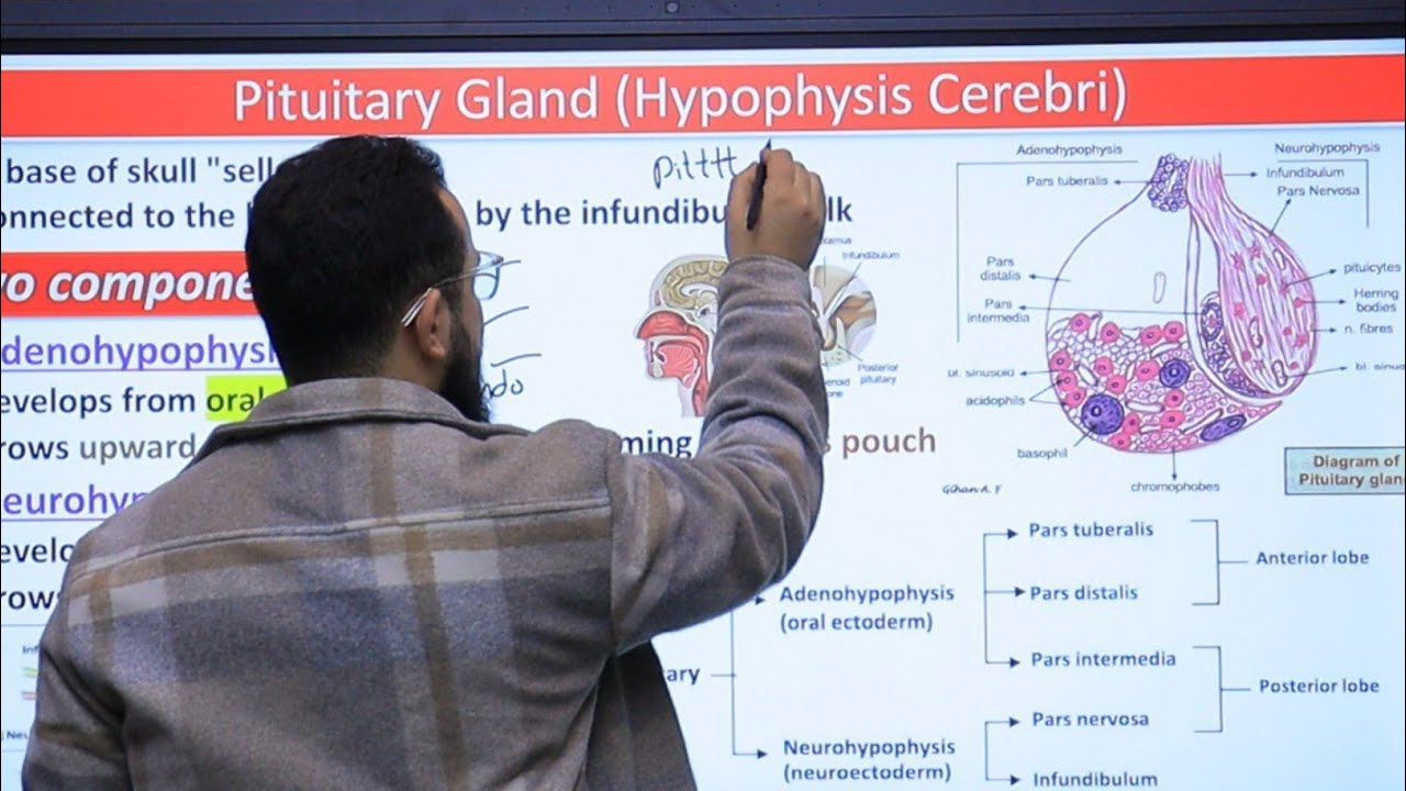 Endocrine -1 [[ Histology - د/عبدالوهاب ]] - القصر العيني 198