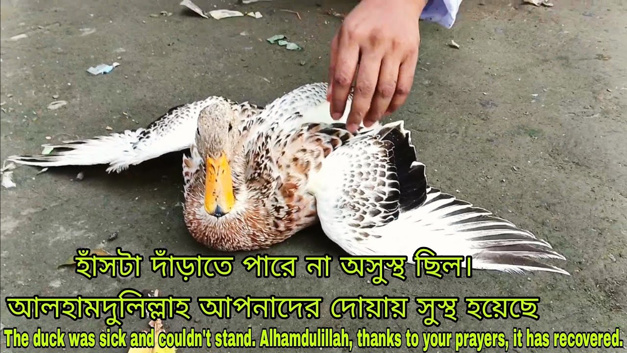 হাঁসটা অসুস্থ ছিল The duck was sick.