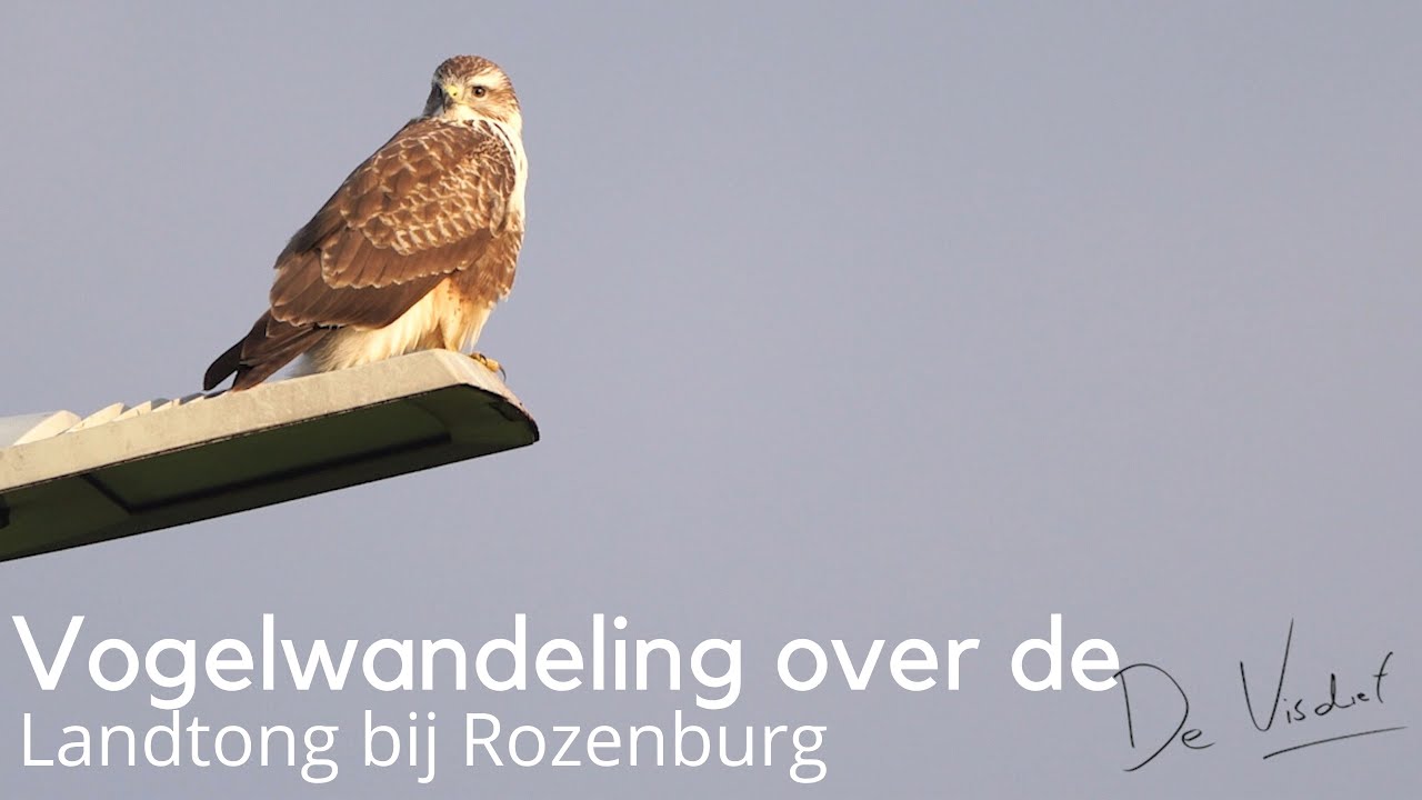 Vogels kijken op de Landtong bij Rozenburg #1649