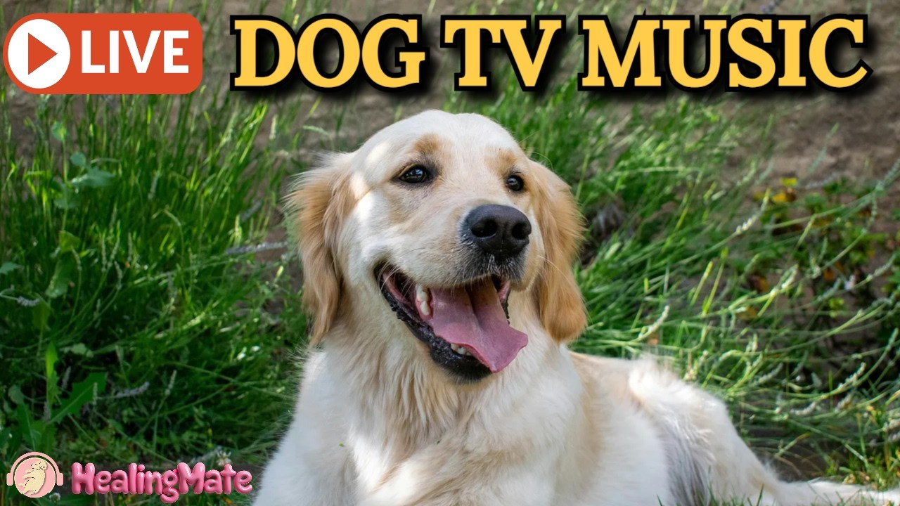 🔴[LIVE] Dog Music🎵🐶Calming Music for Dogs🐶💖Eases Separation Anxiety🦮Soothing Music for Dog🔴16