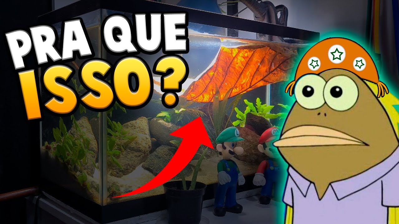 Porque usar Folha de Amendoeira no Aquário?? (castanhola, turmalina, sete copas)