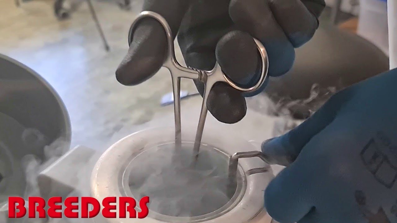 🐷 HOW-TO Defreeze Pig Semen [English subtitles]