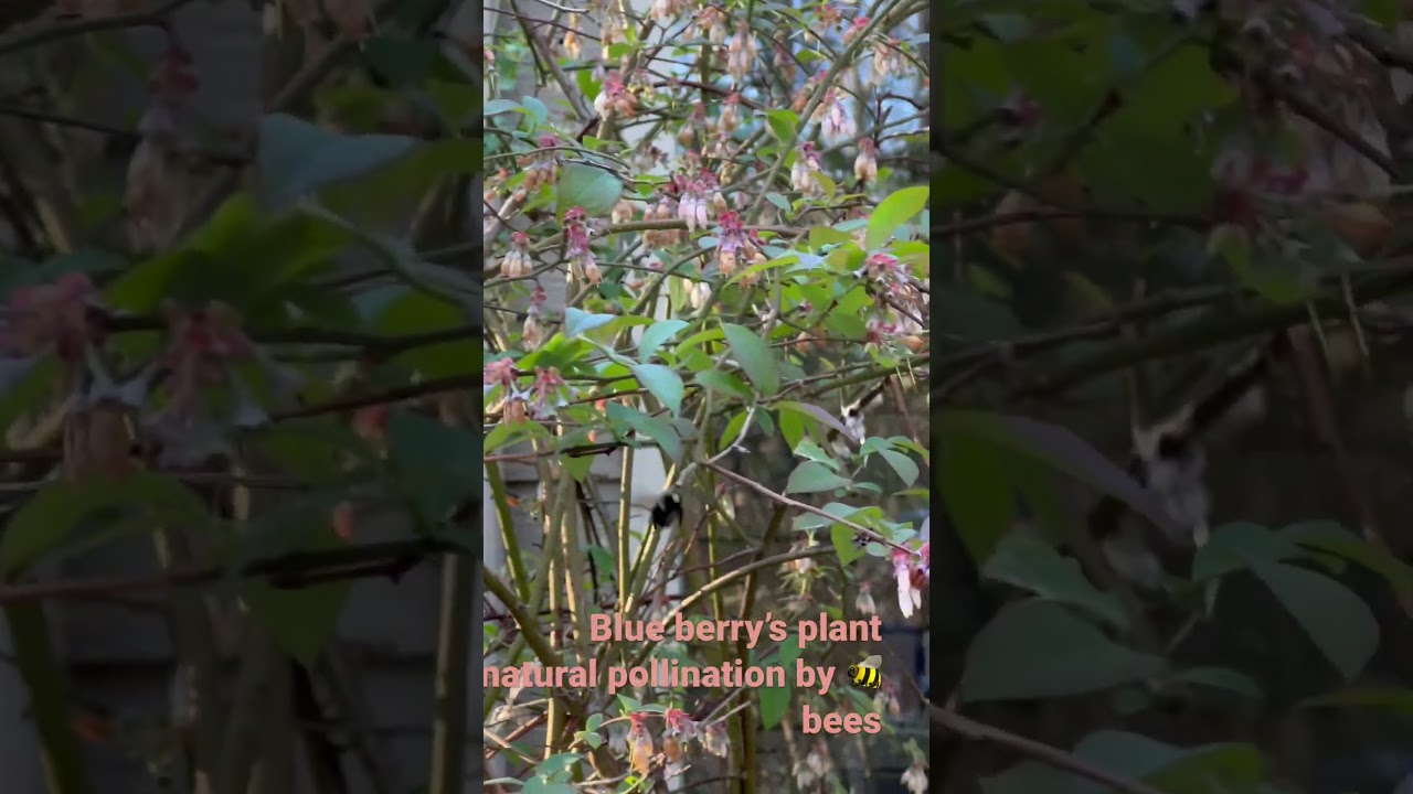 Blue berry plant natural pollination by bees 🐝