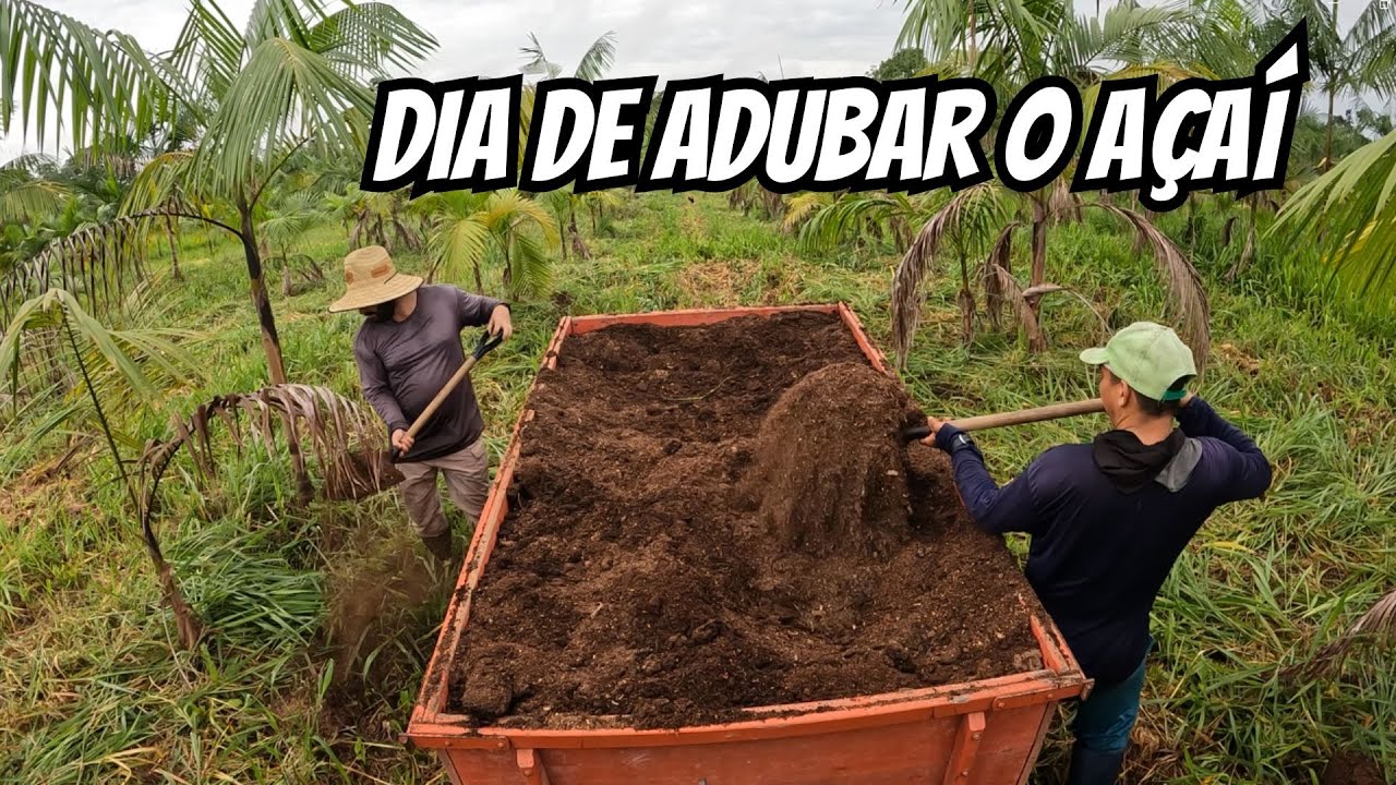 Adubando o açaí com cama de frango