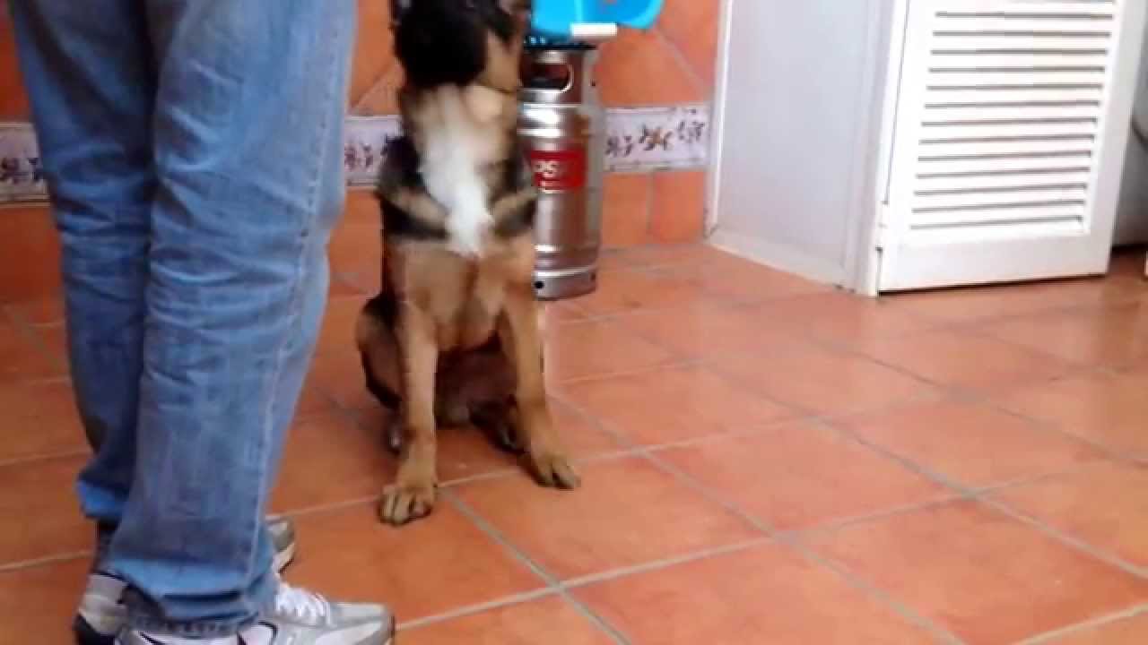 Obediencia cachorro pastor Aleman 4 meses y medio. 3). Uran.
