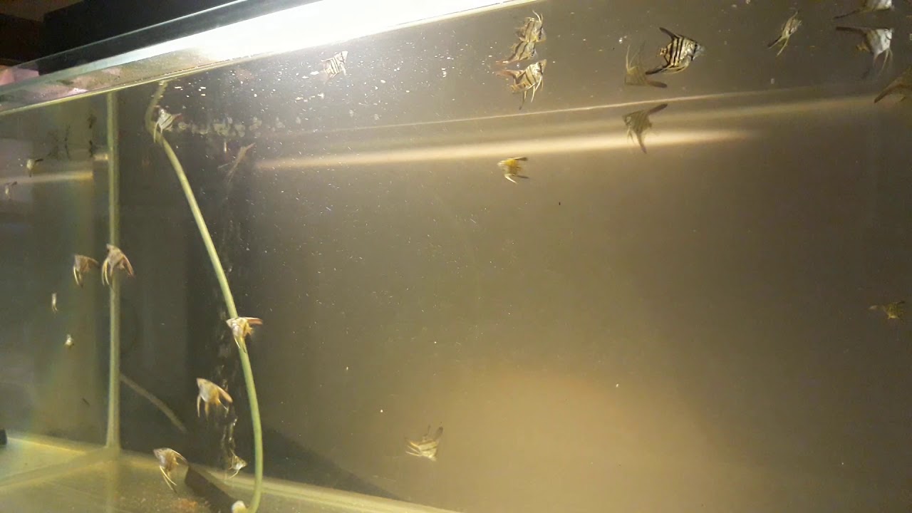#20 Angelfishes two months after the eggs came.