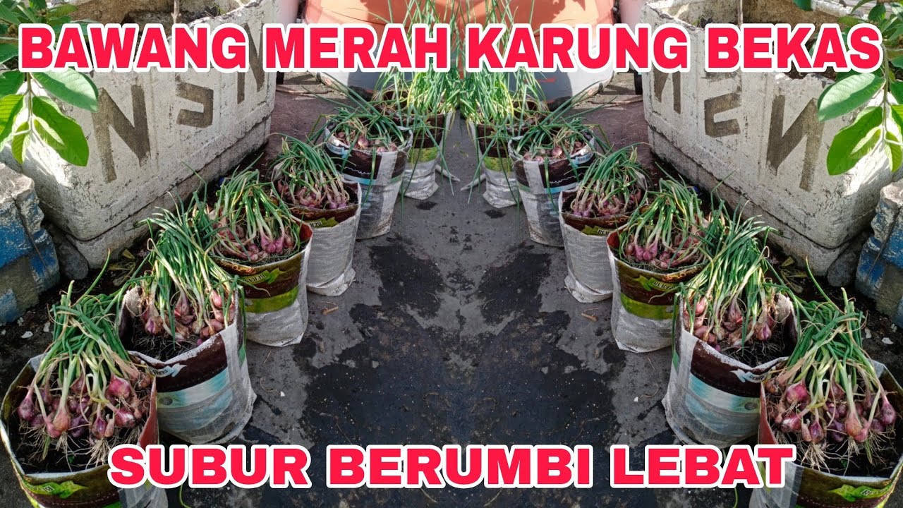 Cara menanam bawang merah dari awal sampai panen untuk pemula 