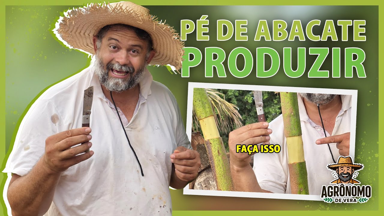 TÉCNICA para seu ABACATE produzir