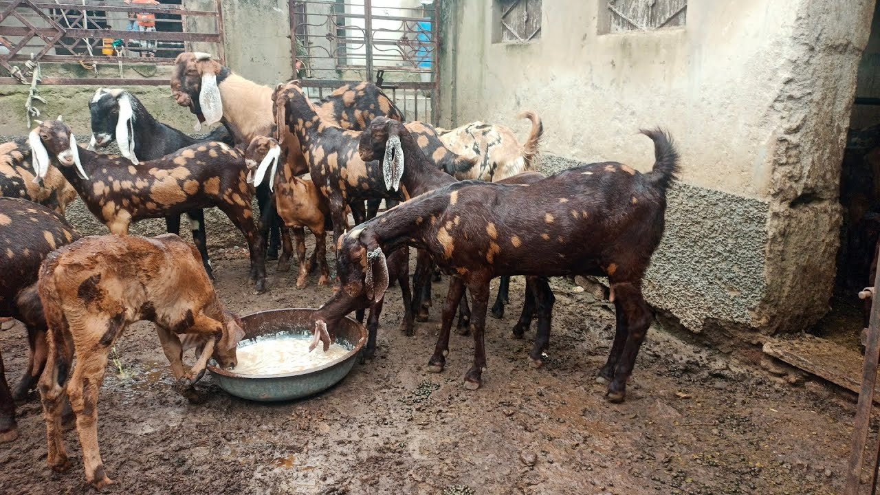 10000 की पट्टी से शुरू हे सिरोही नस्ल की शानदार बकरियां उपलब्ध है अजमेर सम्पर्क करें 6376070769