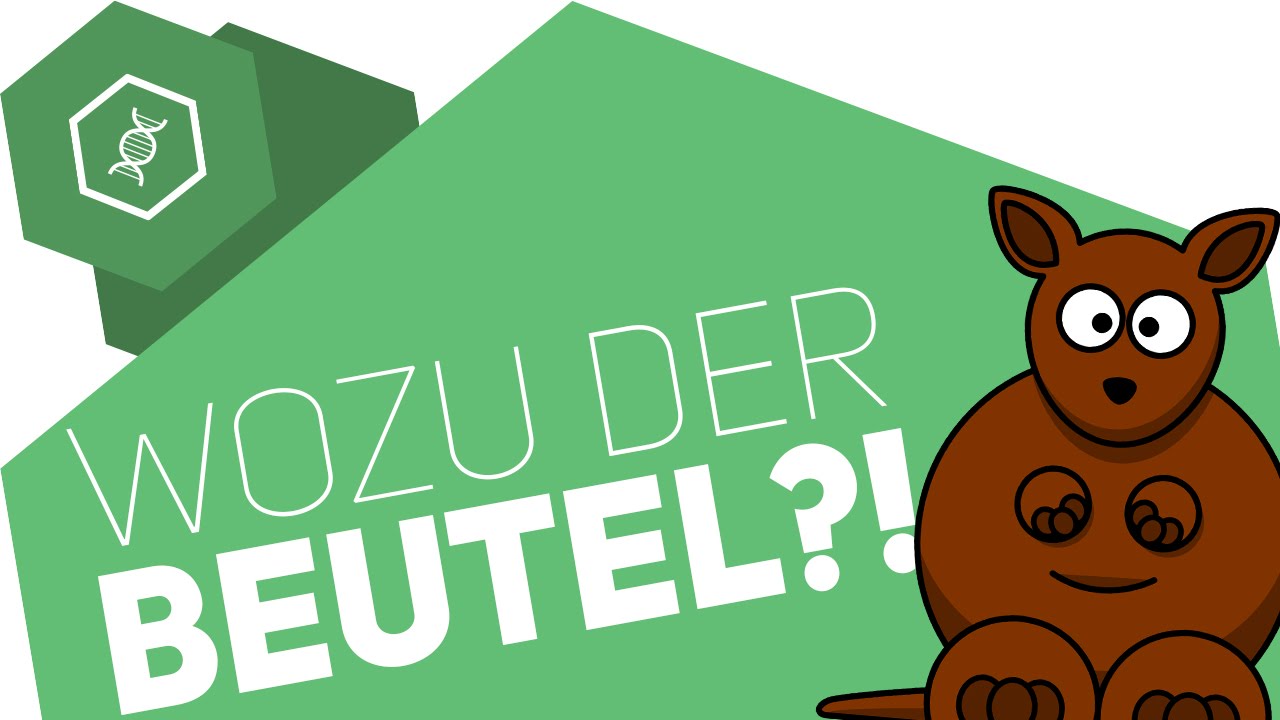 Warum haben K&auml;ngurus einen Beutel? - Beuteltiere einfach erkl&auml;rt