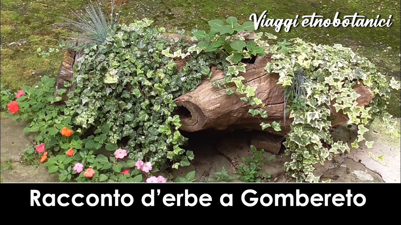 VIAGGI ETNOBOTANICI - Gombereto - Bagni di Lucca