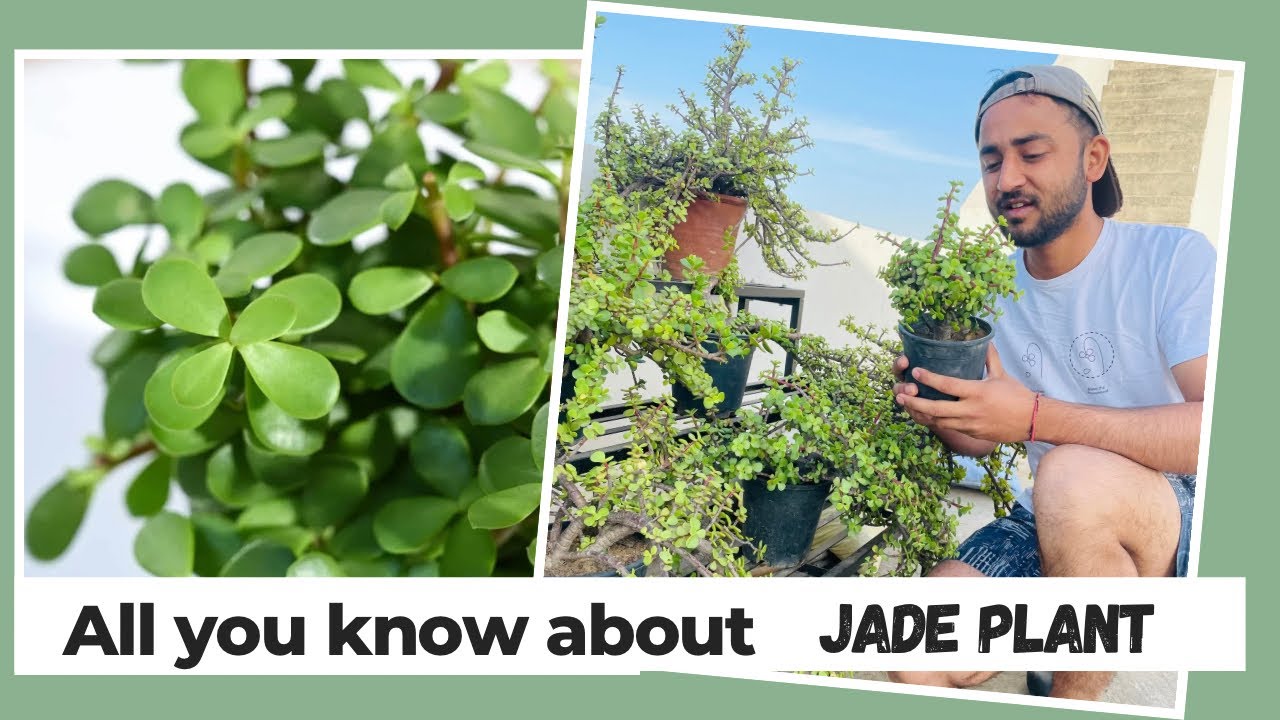 All you need to know about jade plant | Elephant Bush | जेड प्लांट की कम्पलीट केयर कैसे करे!