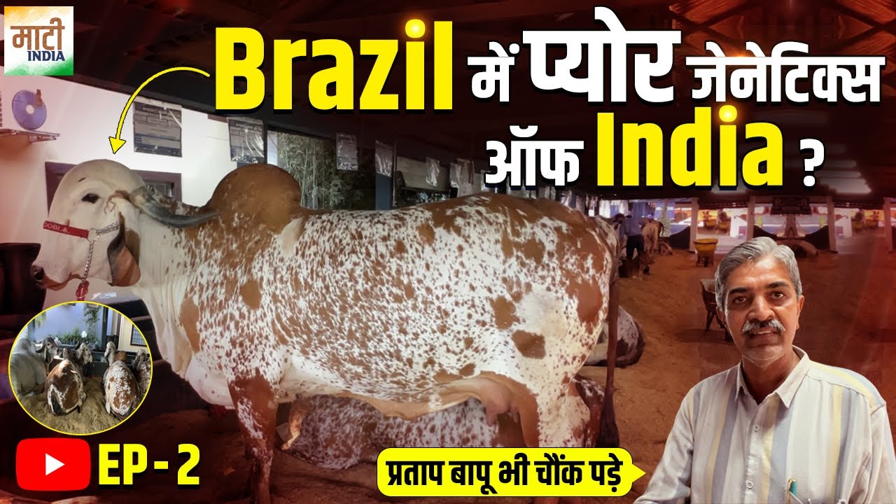 Brazil में Indian Blood वाली गिर गायें, Krishna और Sakina के वंशज । Kankrej, Gir और Ongole । EP-2 ।