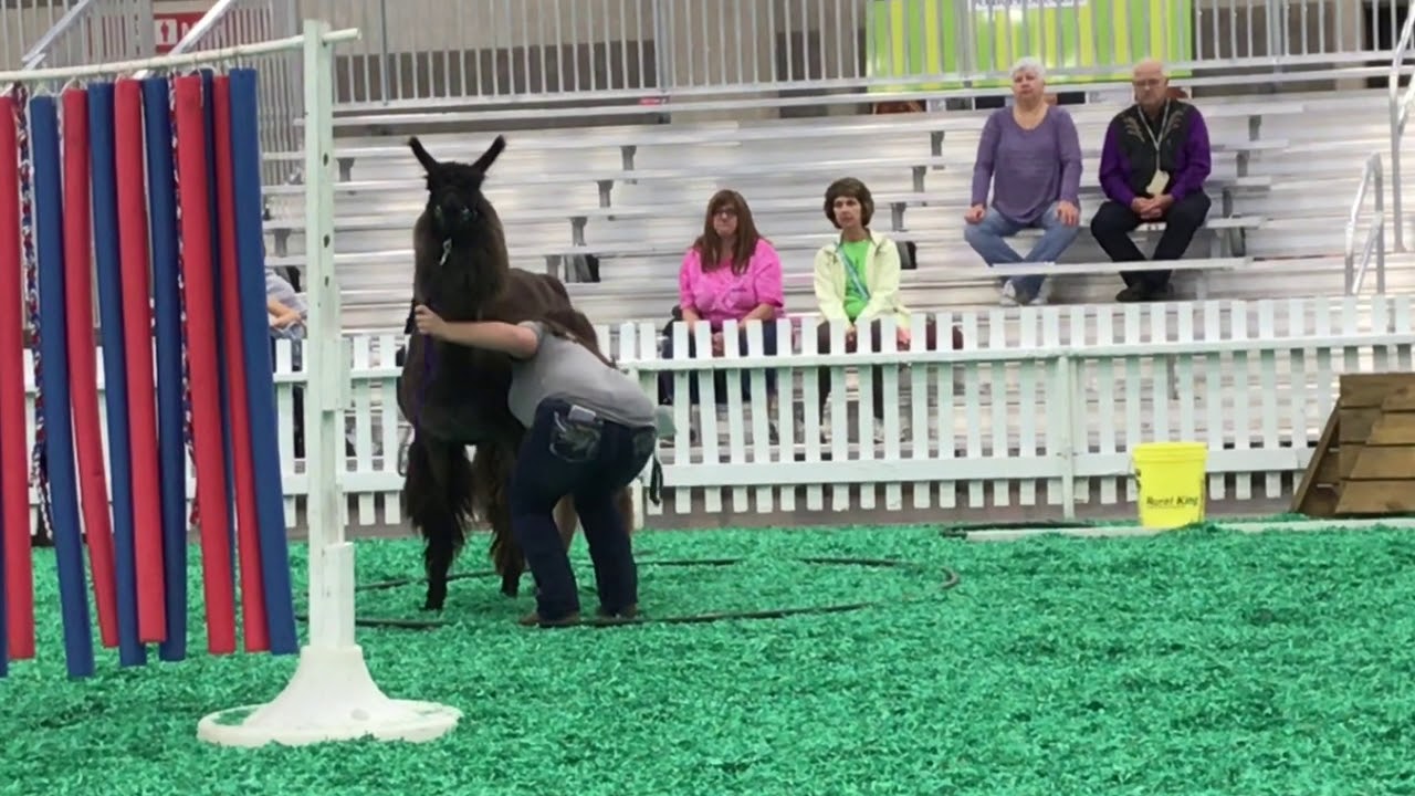 Llamas at NAILE 2017 on the Obstacle Course | North American International Livestock Expo