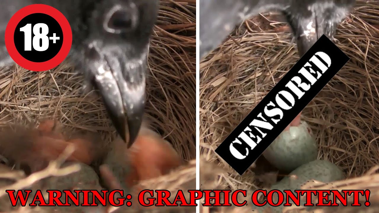 Magpie Brutally Attacks Nest and Eating Baby Birds