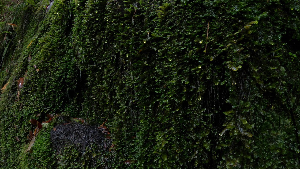 Relaxing Water Sound Mossy Wall, Waterfall stream ,Bird and Nature Sound for  Sleep and Study| HD