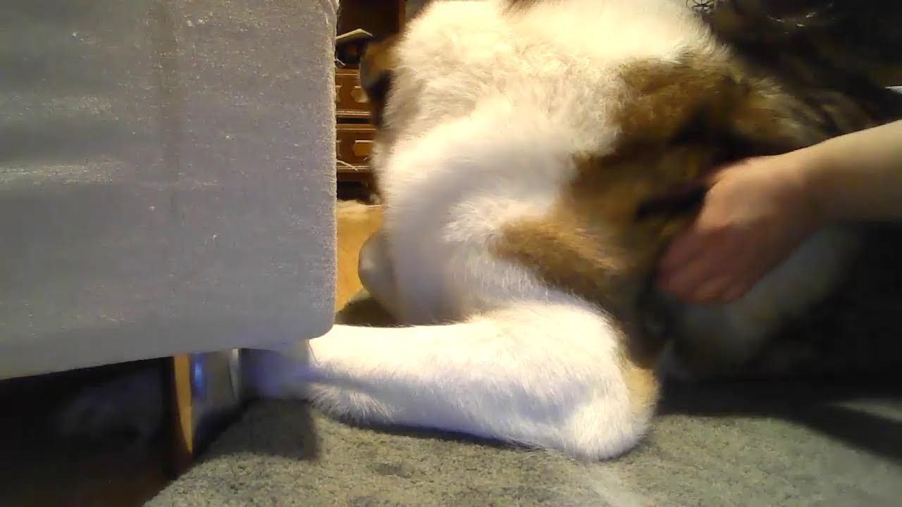 grooming Brodin