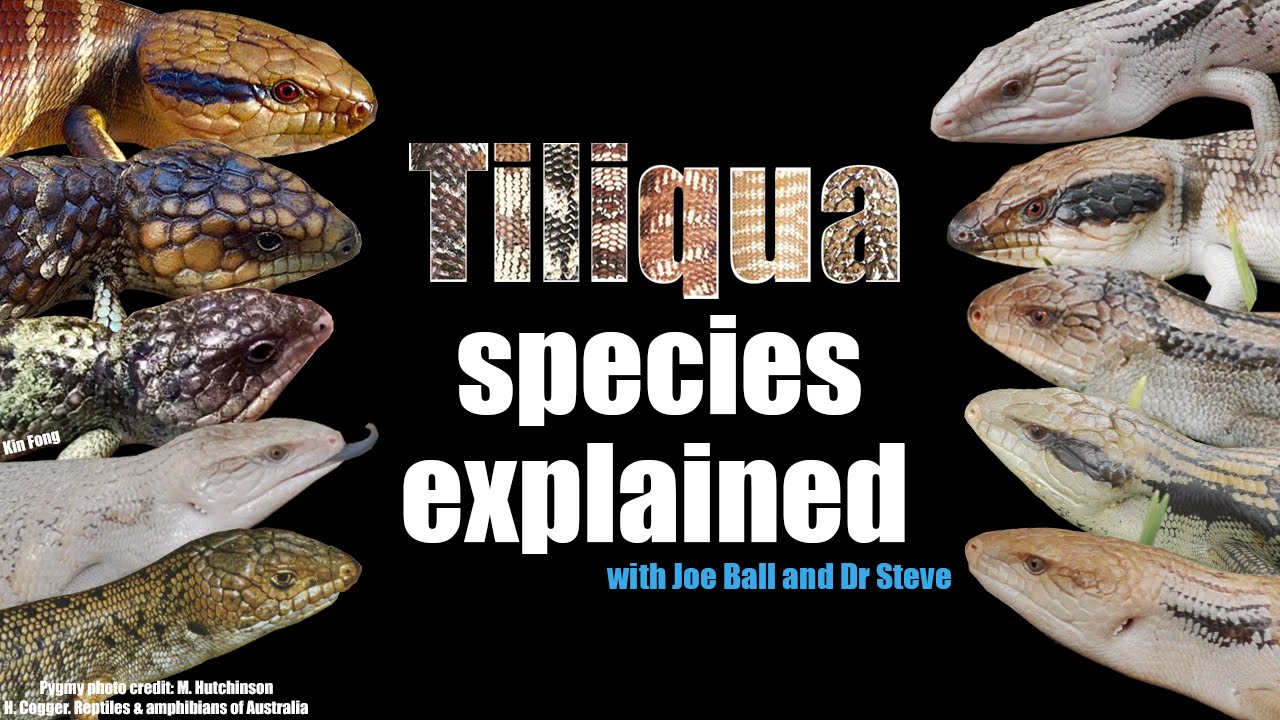 Tiliqua species explained with Joe Ball and Dr Steve