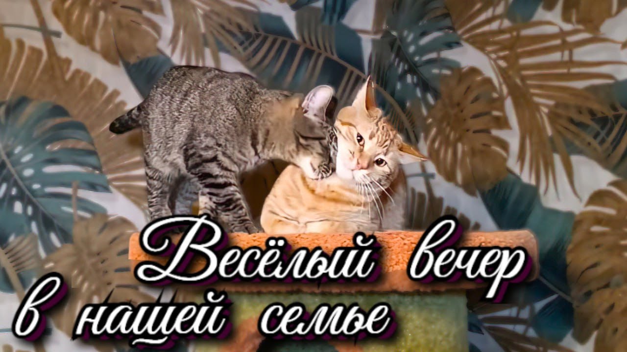 Весëлый вечер в нашей семье. 