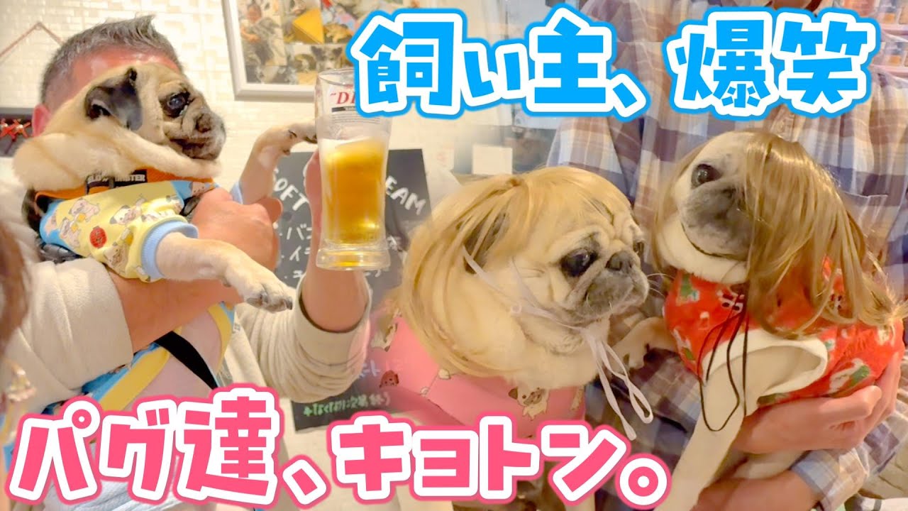 パグレンジャーで忘年会をしたらサプライズがいっぱいで、ウィッグ姿のパグに笑いが止まらない1日になったｗｗ｜パグのぺろぽん兄弟pug犬｜